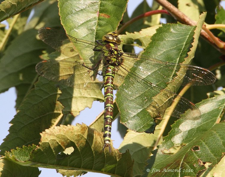 sbgallery Southern Hawker female VP 30 8 10 IMG_6258 1